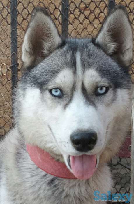Продажа продам собаку сибирский, фотография 1