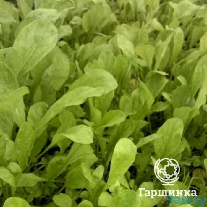 Семена Индау (руккола) Римские каникулы, фотография 1