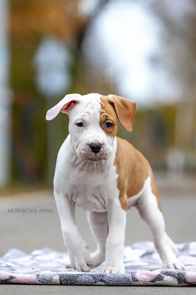 Американский стаффордширский терьер щенки продажа, фотография 9
