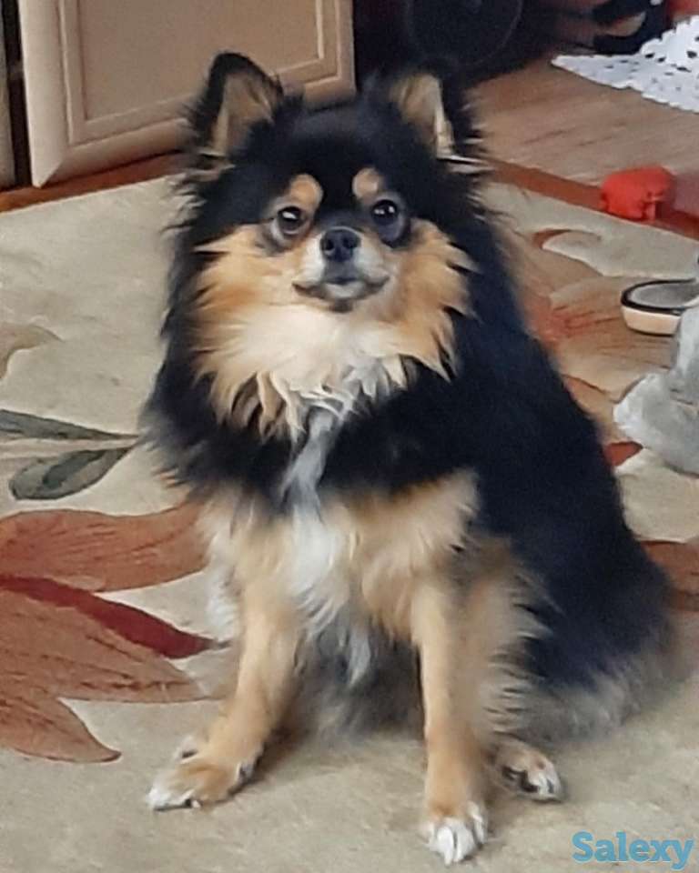 Шпицы. Радость в дом!, фотография 6