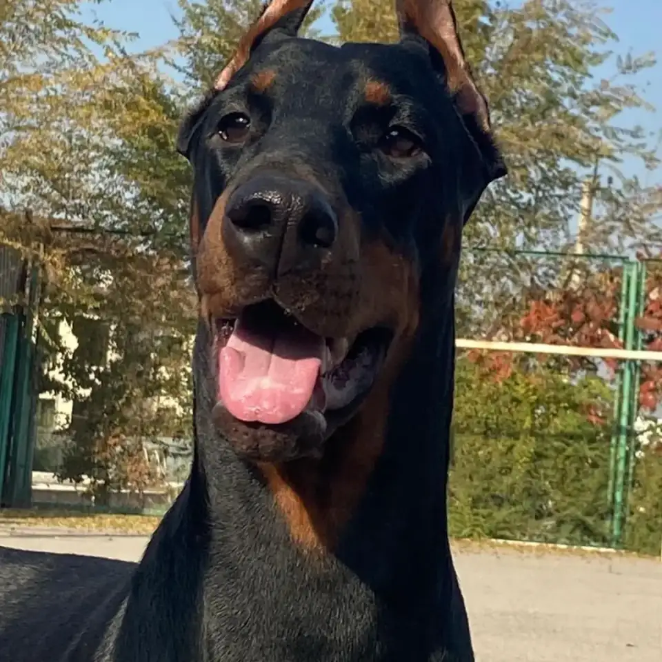 Щенки Добермана, фотография 2