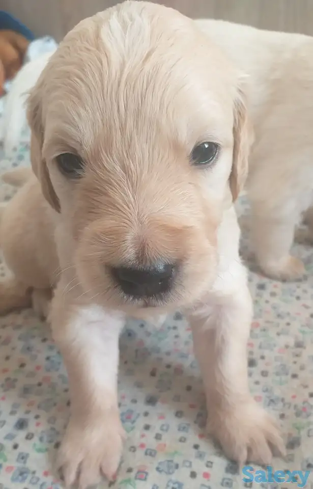 Продаются щенки породы Золотистый Ретривер, фотография 6