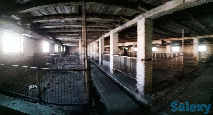 продам свинокомплекс, фотография 5