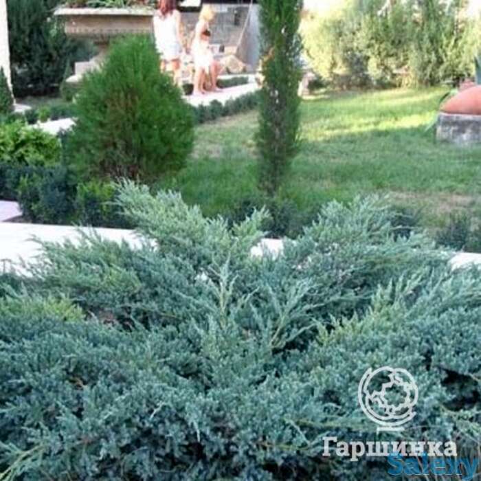 Можжевельник чешуйчатый Блу Карпет, фотография 1
