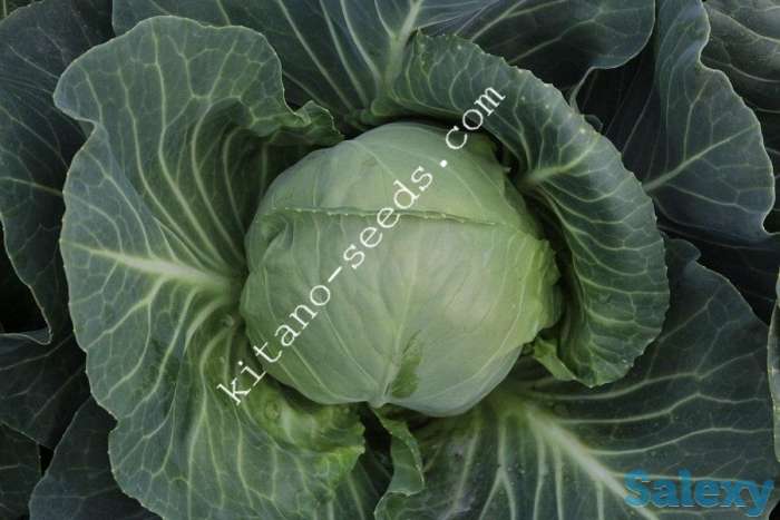 Семена ранней капусты КАНАЯМА F1, KITANO SEEDS, фотография 3
