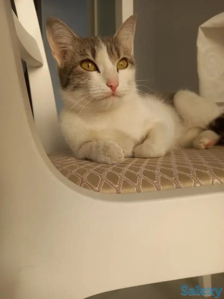 Отдам котенка в добрые руки, фотография 1