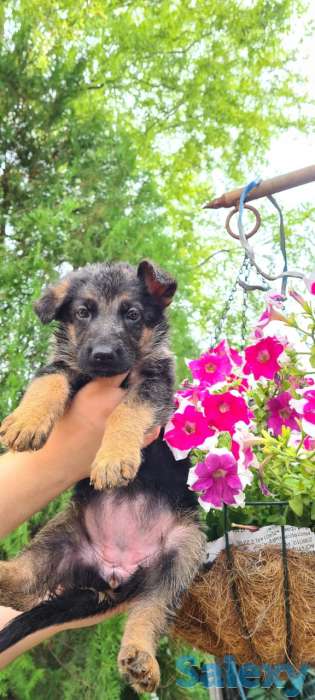 Щенки немецкой овчарки, фотография 1