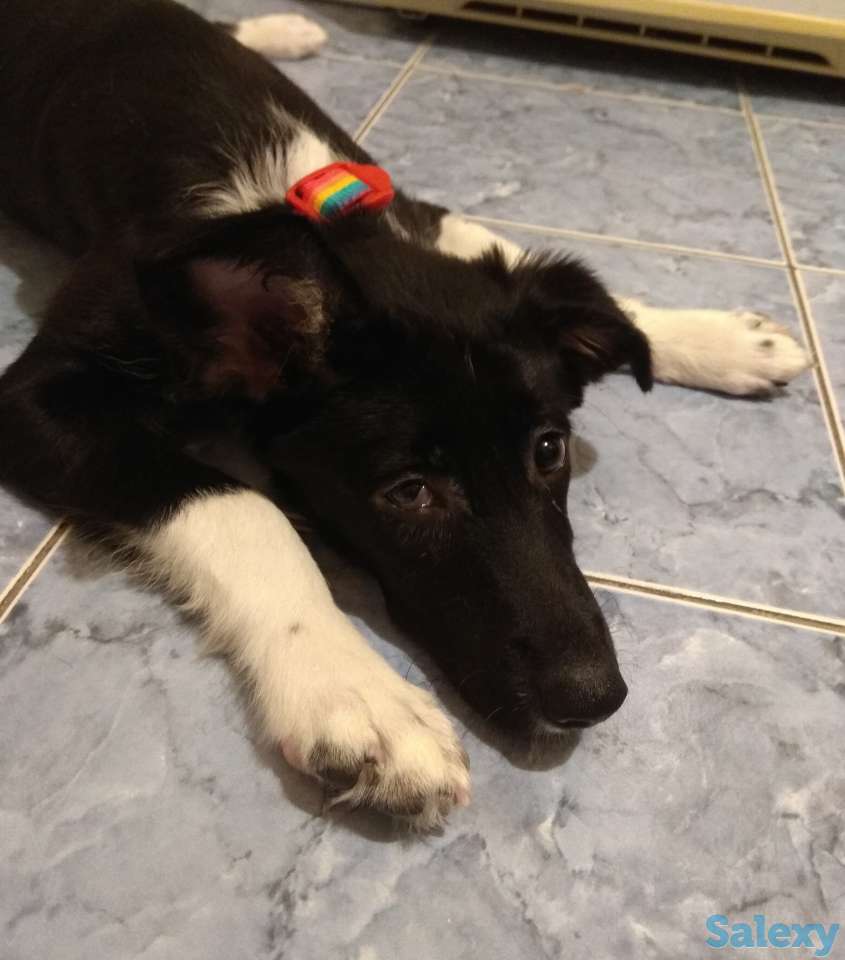 Малышка Хани ищет дом, фотография 3