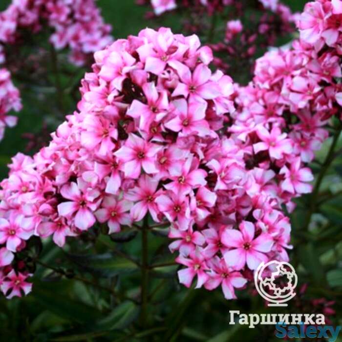 Флокс метельчатый Мисс Эли, фотография 1