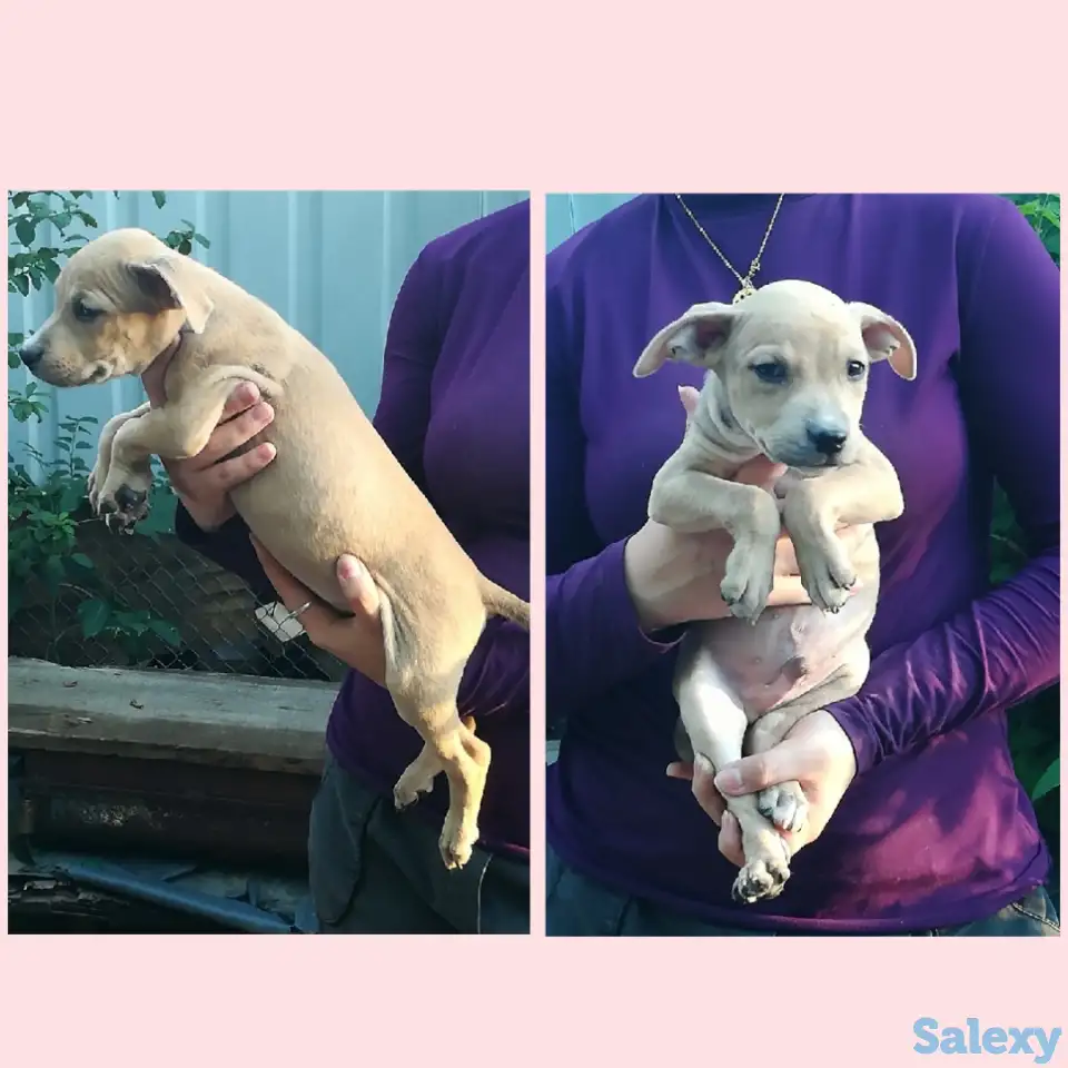 Стаффордширский терьер щенки продам, фотография 2