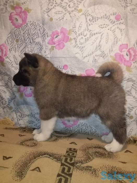 Продаются щенки Американской Акиты!, фотография 4