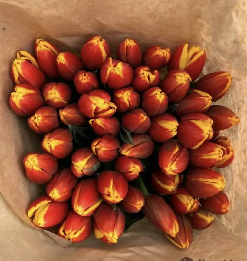 Тюльпаны оптом и в розницу к 8 марта, фотография 3