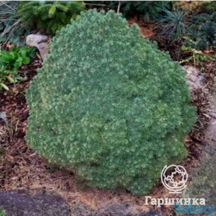 Ель канадская лилипут, фотография 1