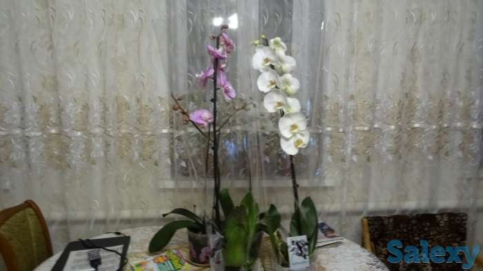 Продаю дом в г,Самара, Самарская обл, Красноярский р-н ПГТ Новосемейкино, фотография 9