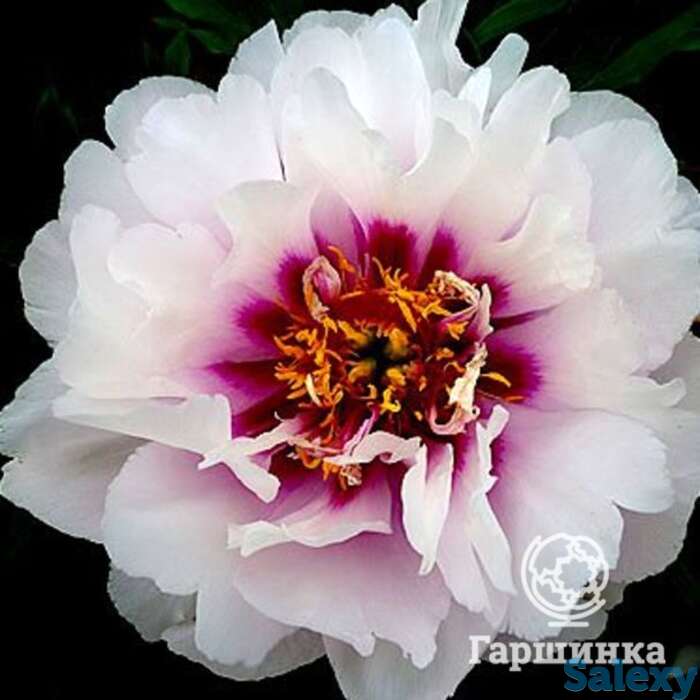 Пион-ито кора луиза, фотография 1