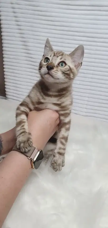 Бенгальские котята от привозных родителей, фотография 9