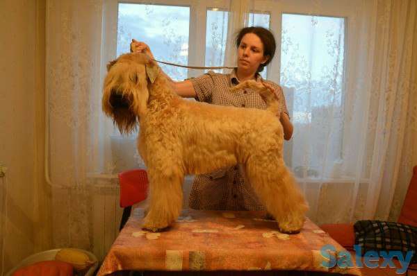 Пшеничный терьер, фотография 1