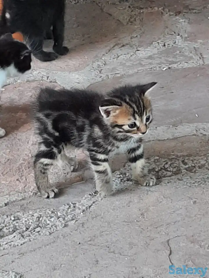 Потерялись хозяева у маленьких котят, фотография 4