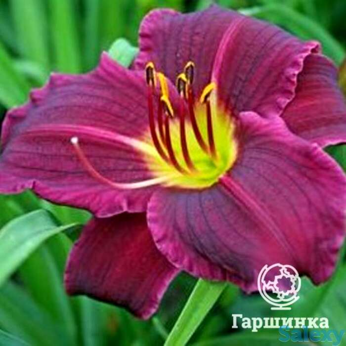 Лилейник Грэйп Велвет, фотография 1