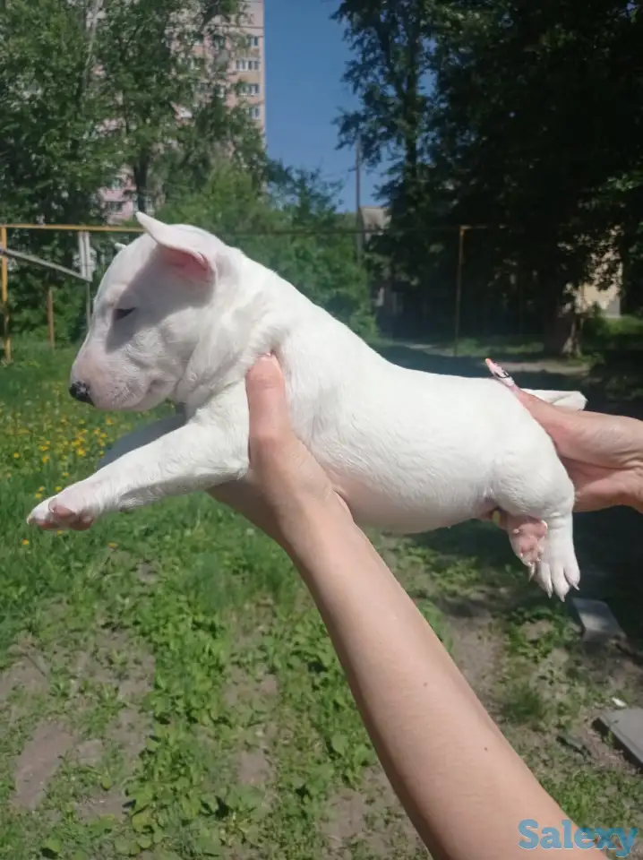 Миниатюрный бультерьер, фотография 5