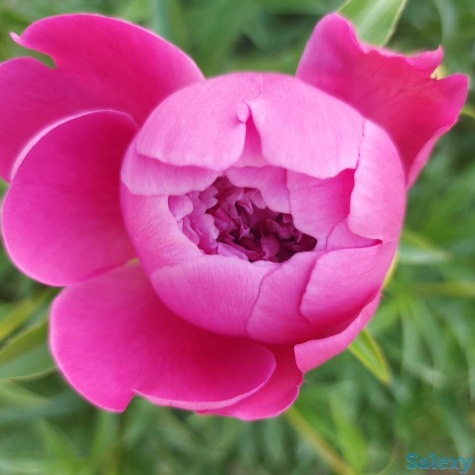 Пионы букеты Пионы с сада, фотография 4