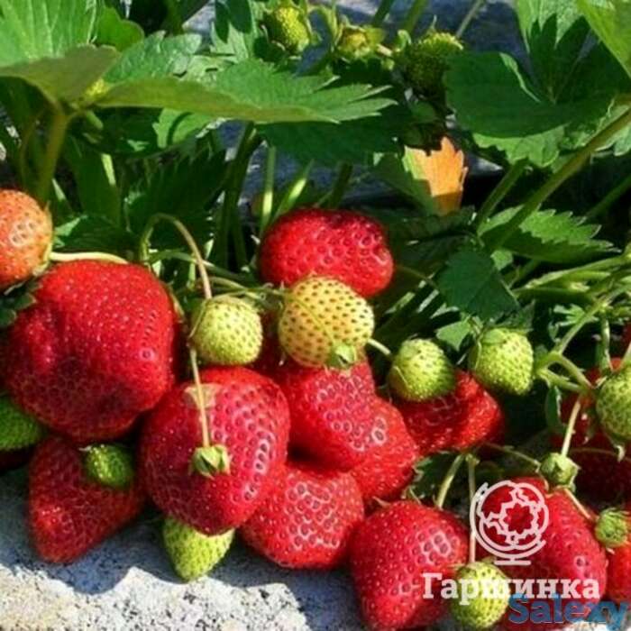 Семена Клубника Королева Елизавета 10шт, фотография 1