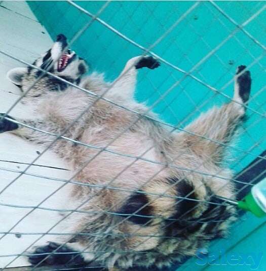 Продам енотов. Девочки 2 и 3 года, фотография 2