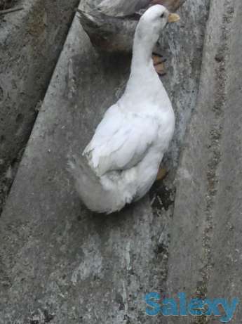 Подаю уток, фотография 1