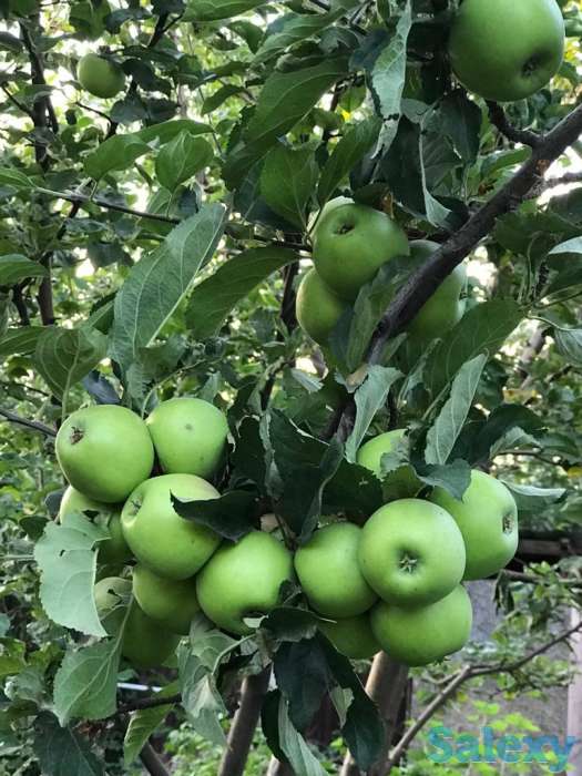 Яблоневый сад 2 га в с.Азат, фотография 2