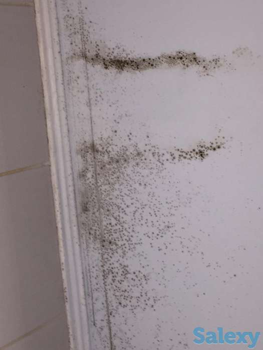 Устранение плесени, грибка и мха, фотография 5