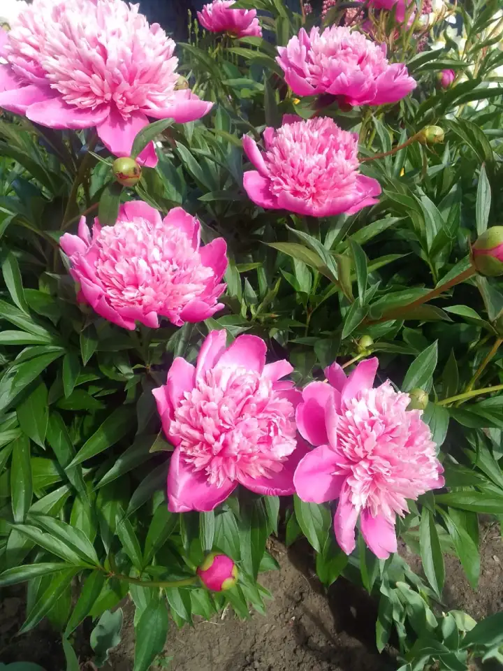 Продам особняк на два хозяина, Целинная 2/1, фотография 5