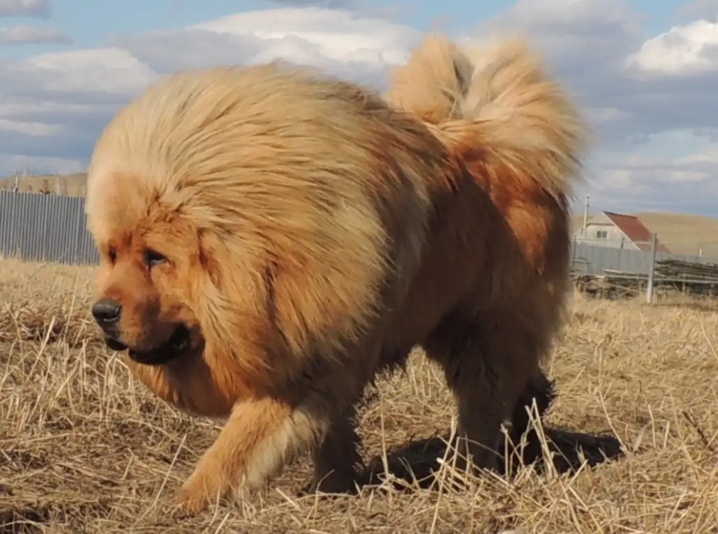 Собачьи царь! Тибетский мастиф! Гордость хозяев!, фотография 1