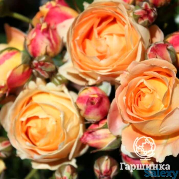 Роза дольче вита, дельбар, фотография 1