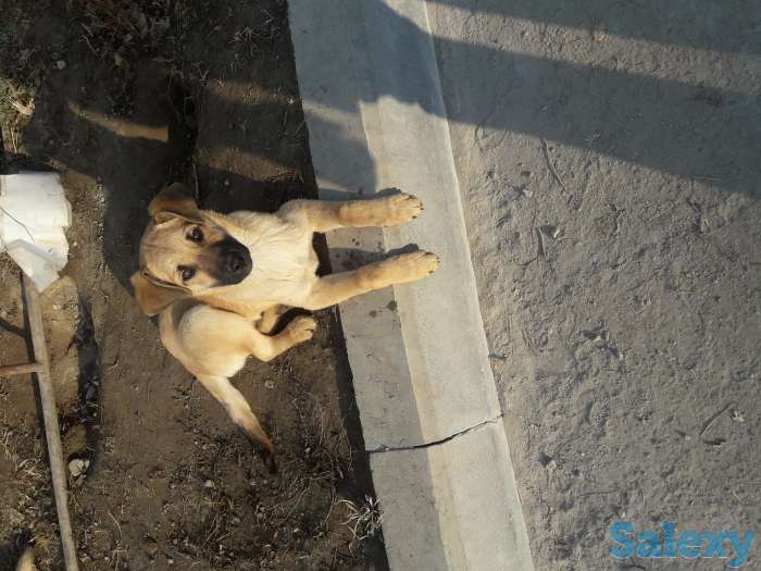 Отдам в хорошие руки, фотография 1