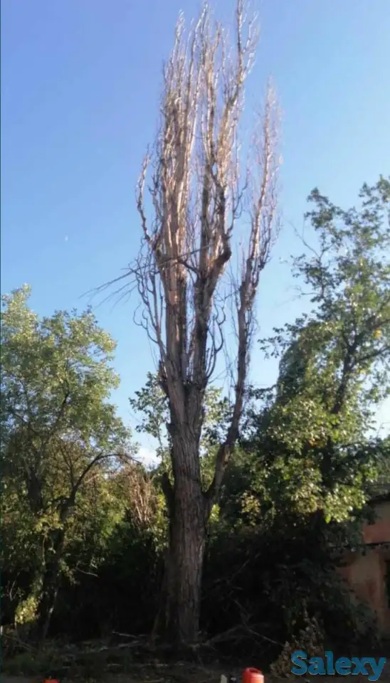 Спил деревьев по городу Алматы и Алматинской области, фотография 9