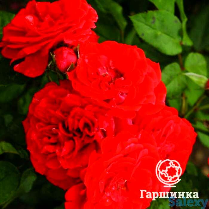 Роза оранж мейландина миниатюрная, топалович, фотография 1