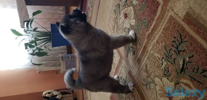 продам щенков Американская акита, фотография 5