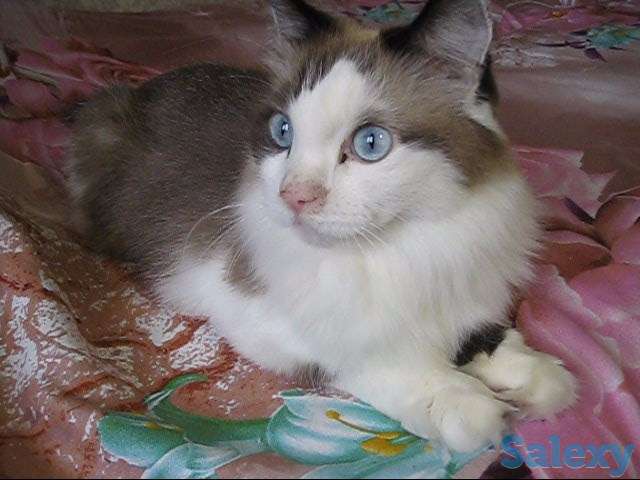 У меня Хозяин умер, фотография 2