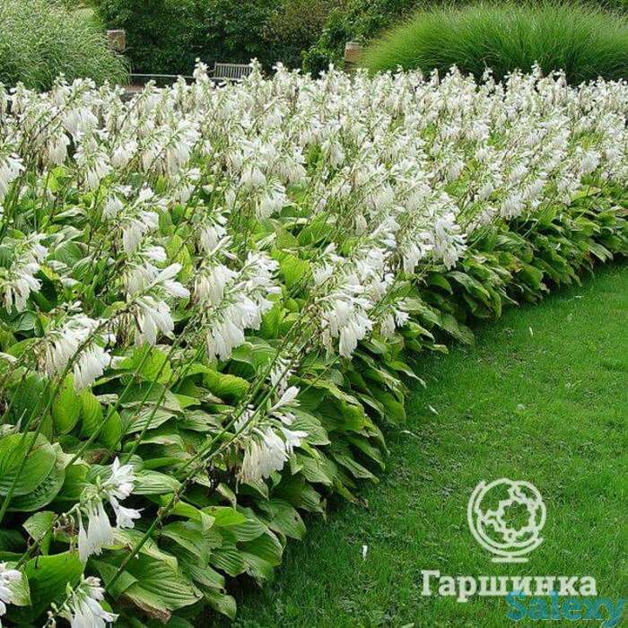 Хоста Роял Стандарт (ML), фотография 1