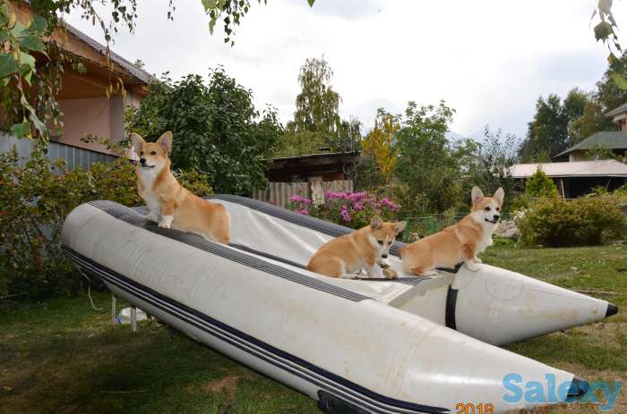 Карликовая овчарка Вельш Корги Пемброк., фотография 1