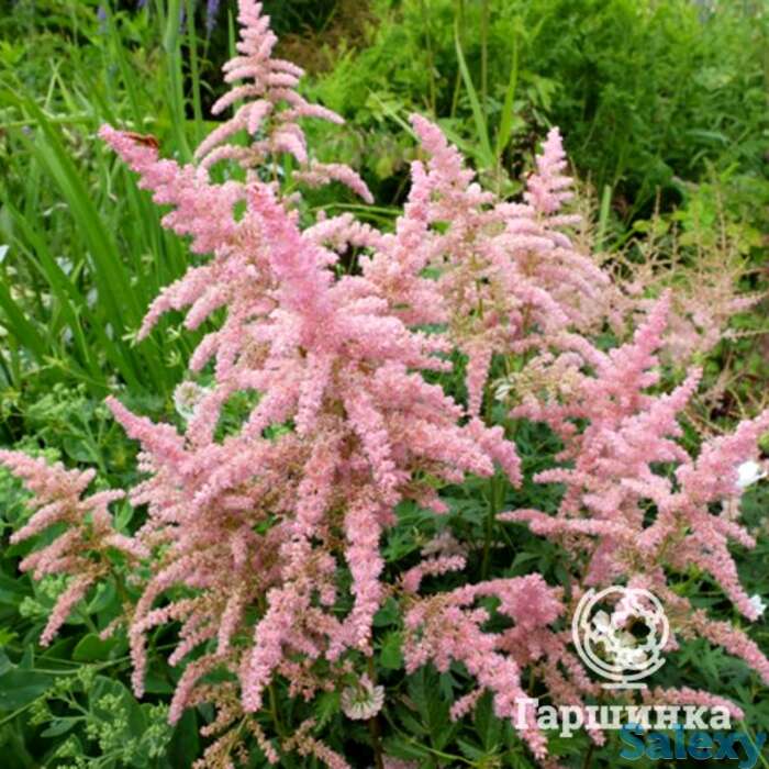 Астильба арендса Брессингем Бьюти, фотография 1