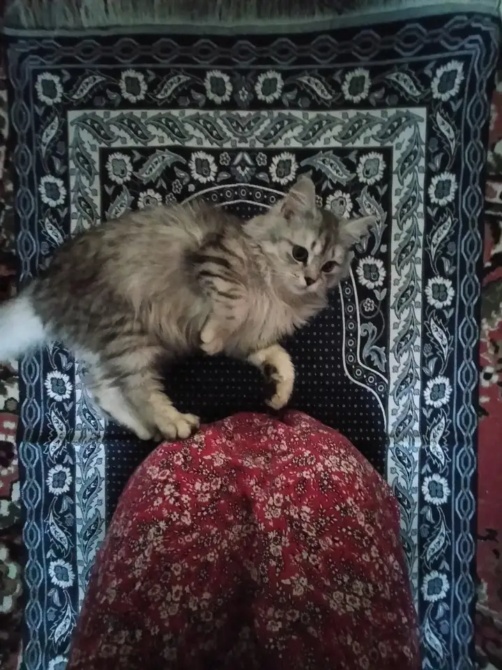 Шотландский прямоухий, фотография 4