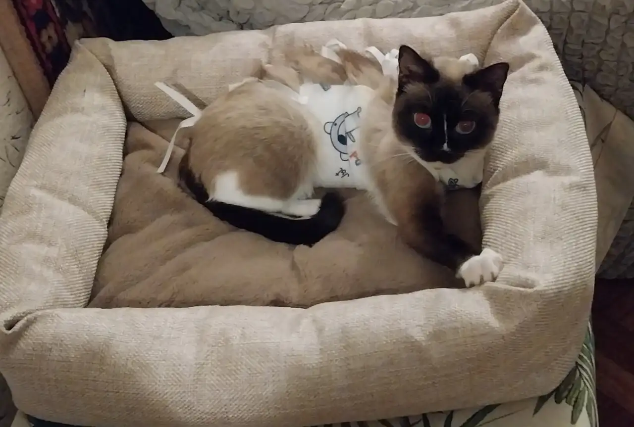 Отдам в добрые руки, фотография 1