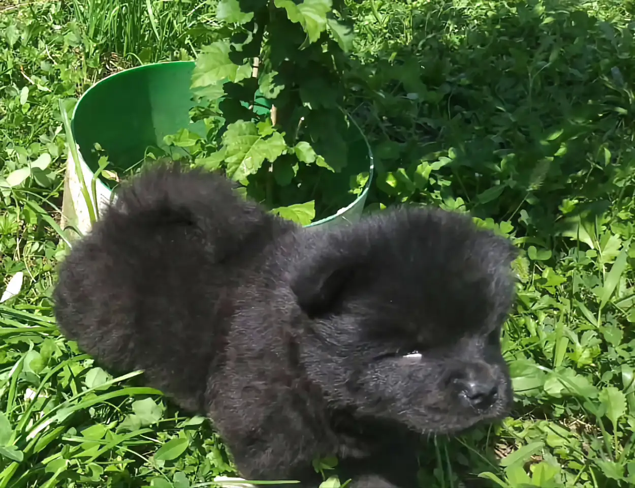 Милые мишки ЧАУ-ЧАУ, фотография 4