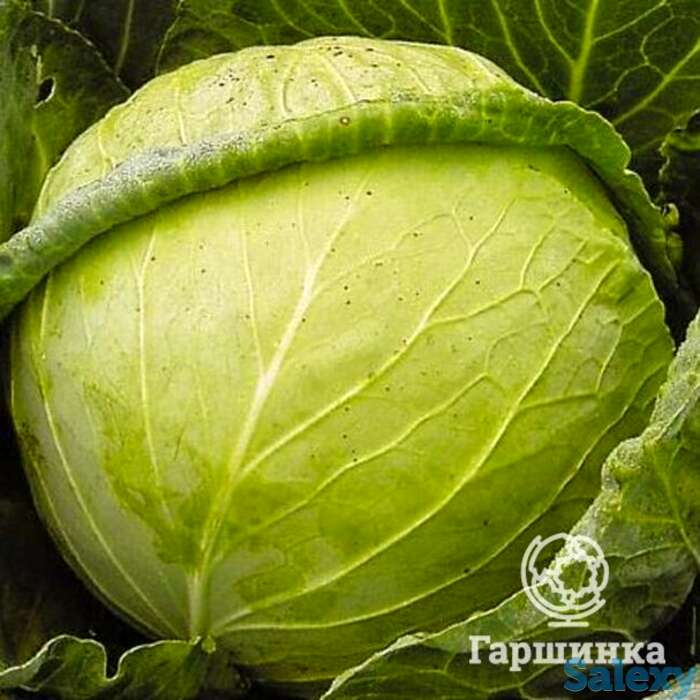 Семена Капуста б/к Слава 1305, фотография 1