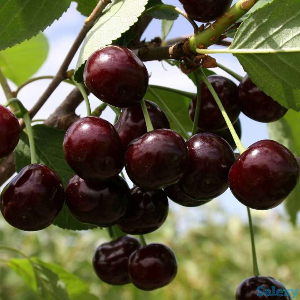 Саженец вишни 