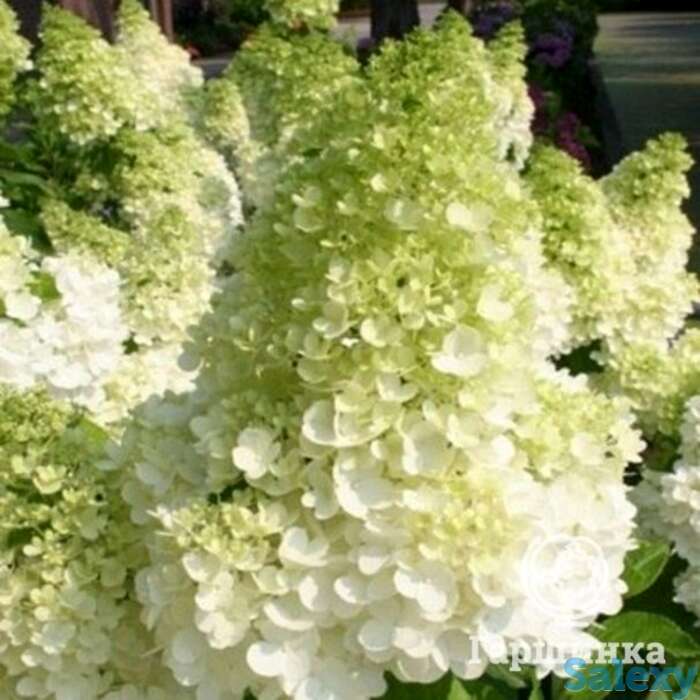 Гортензия канделайт, фотография 1