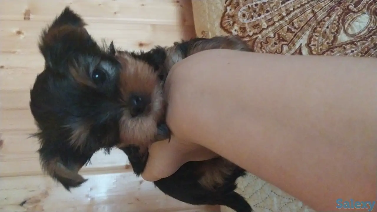 Продам, фотография 4