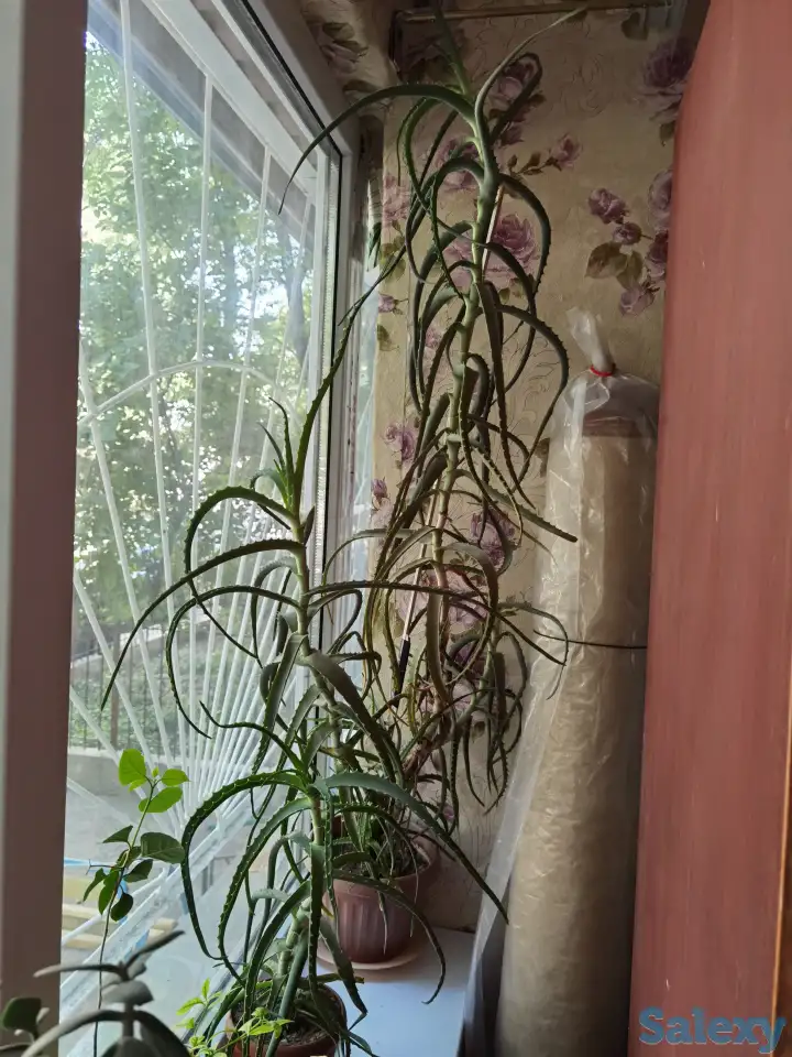 Алое Вера, фотография 2