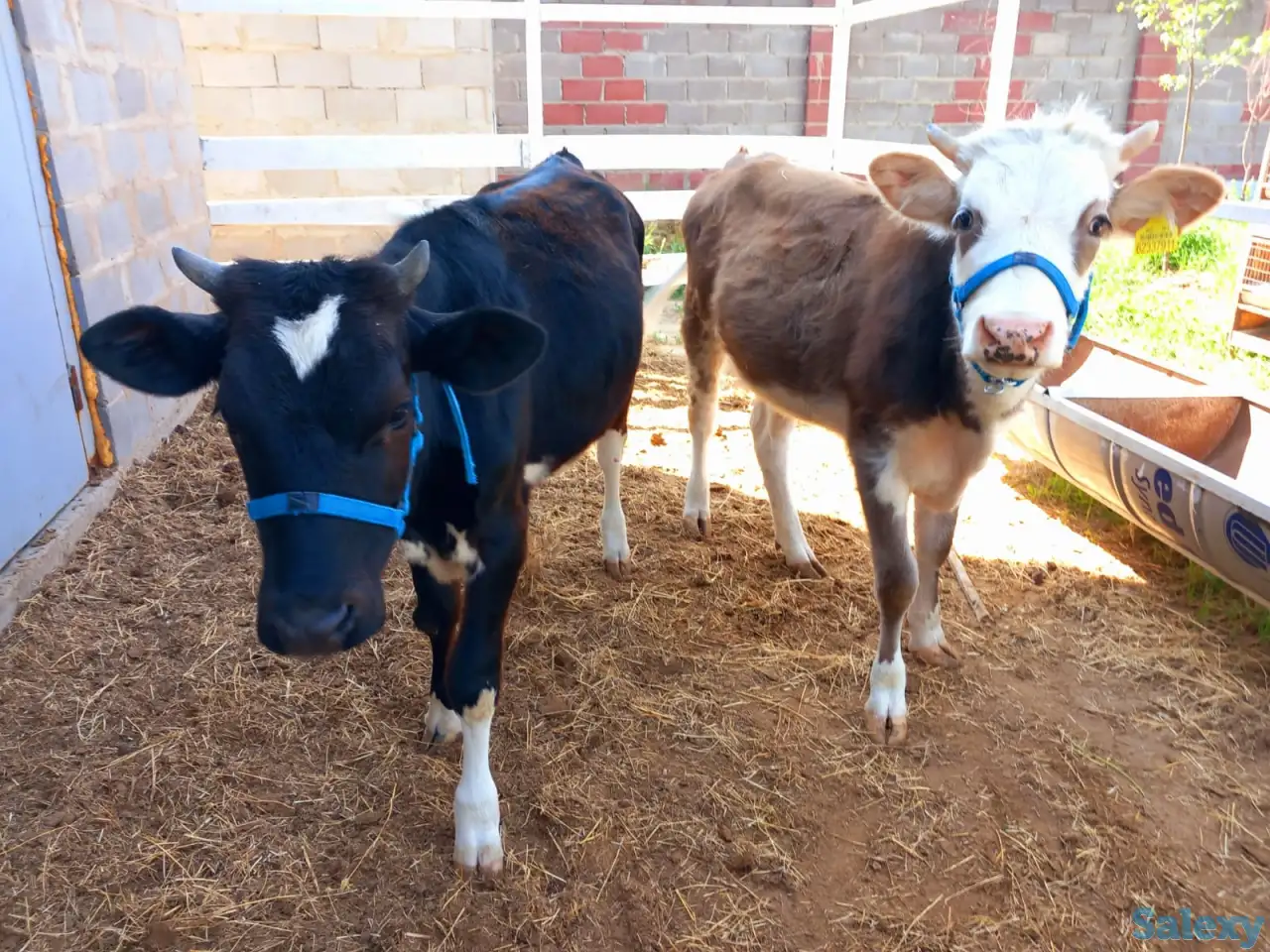 корова нестельная, фотография 8